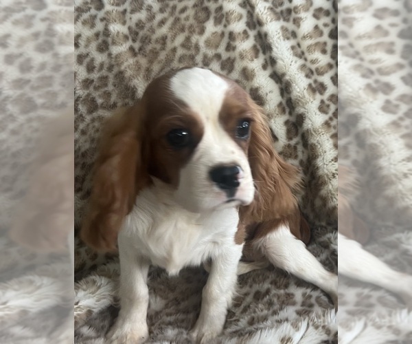 Medium Photo #4 Cavalier King Charles Spaniel Puppy For Sale in ABILENE, TX, USA