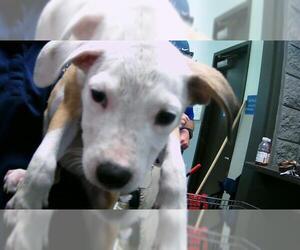 American Pit Bull Terrier-Unknown Mix Dogs for adoption in Tulsa, OK, USA