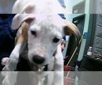 Small American Pit Bull Terrier Mix