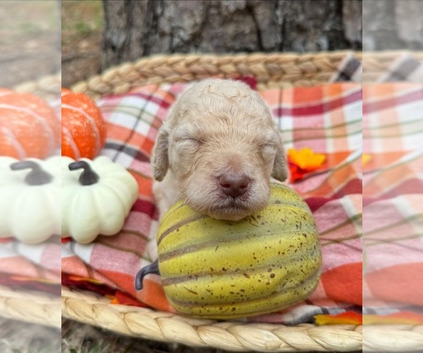 Medium Photo #19 Goldendoodle Puppy For Sale in IRVINGTON, AL, USA