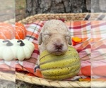 Small #18 Goldendoodle