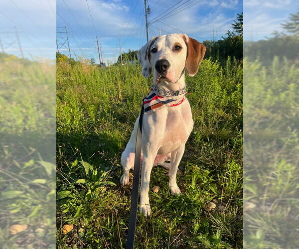 Medium Photo #2 Coonhound-Unknown Mix Puppy For Sale in East Derry, NH, USA