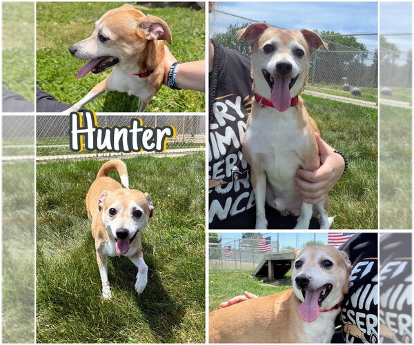 Medium Photo #1 Jack Russell Terrier Puppy For Sale in Pierceton , IN, USA