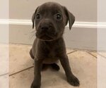 Small Photo #4 American Pit Bull Terrier Puppy For Sale in miami, FL, USA