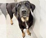 Small #4 Labrador Retriever Mix