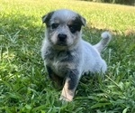 Image preview for Ad Listing. Nickname: Heeler boy
