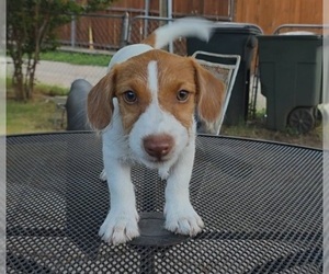 Medium Jack Russell Terrier