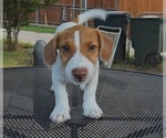 Puppy Puppy1 Milo Jack Russell Terrier