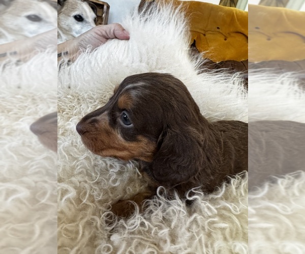 Medium Photo #14 Dachshund Puppy For Sale in COLLBRAN, CO, USA