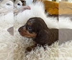 Small Photo #14 Dachshund Puppy For Sale in COLLBRAN, CO, USA