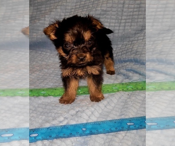 Medium Photo #276 Yorkshire Terrier Puppy For Sale in AKRON, OH, USA