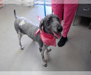 Poodle (Standard) Dogs for adoption in San Bernardino, CA, USA