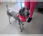 Small Poodle (Standard)