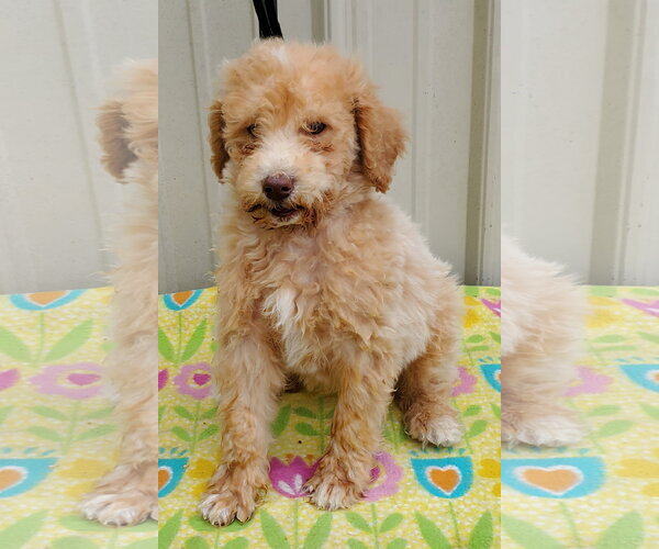 Medium Photo #1 Goldendoodle Puppy For Sale in Mountain View, MO, USA