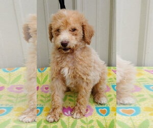Goldendoodle Dogs for adoption in Mountain View, MO, USA