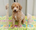 Small Goldendoodle