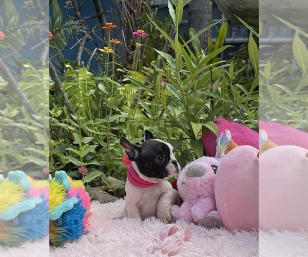 Medium Photo #14 French Bulldog Puppy For Sale in LEHIGH ACRES, FL, USA
