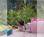 Small #13 French Bulldog