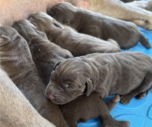 Labrador Retriever Puppy for sale in SAN ANTONIO, TX, USA