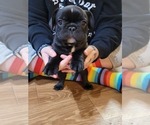 Small Photo #24 French Bulldog Puppy For Sale in GARLAND, TX, USA