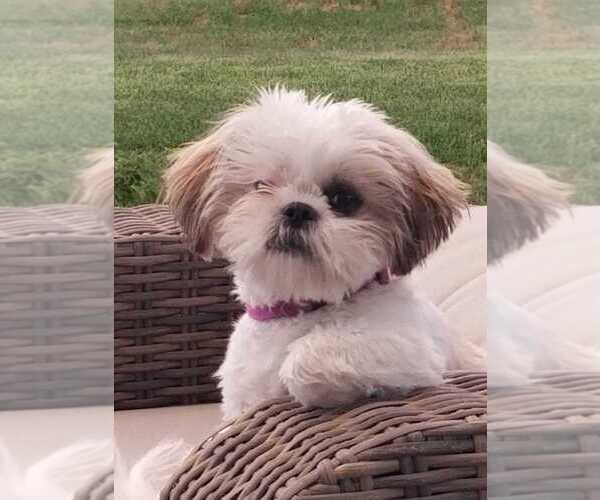Medium Photo #1 Zuchon Puppy For Sale in WINDSOR, CO, USA