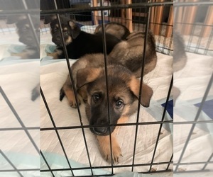 German Shepherd Dog Puppy for sale in SCHAUMBURG, IL, USA