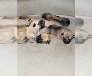 Malinois Puppy for sale in AUBURN, AL, USA