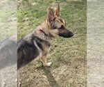 Small #2 German Shepherd Dog