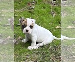 Puppy Puppy 4 American Bulldog