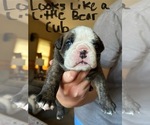 Puppy Stewie Olde English Bulldogge