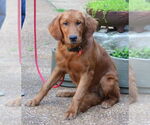 Small #2 Golden Retriever