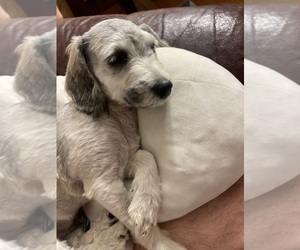 Maltipoo Puppy for sale in CLEVELAND, TN, USA