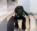 Puppy Puppy 3 Schnauzer (Giant)
