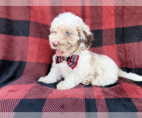 Medium Photo #2 Cockapoo (Miniature) Puppy For Sale in LAKELAND, FL, USA