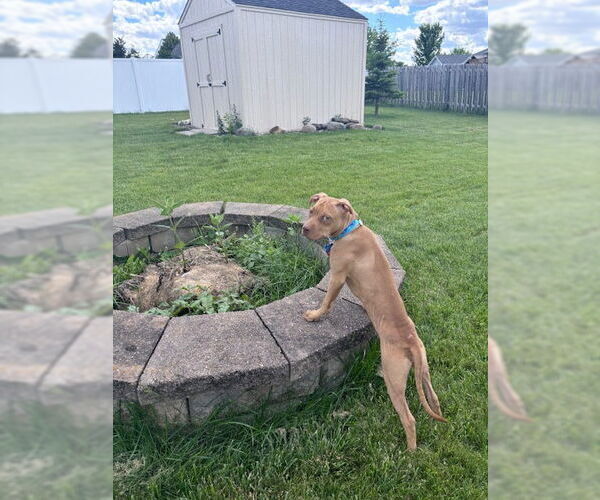 Medium Photo #9 American Pit Bull Terrier-Unknown Mix Puppy For Sale in Minneapolis, MN, USA