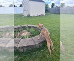 Small #8 American Pit Bull Terrier Mix