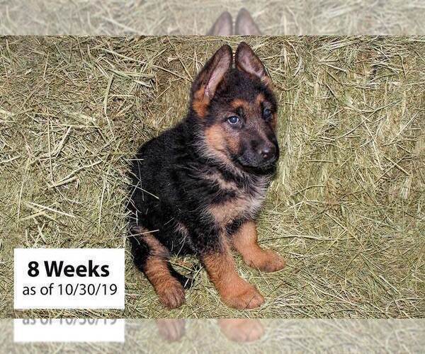 Medium Photo #5 German Shepherd Dog Puppy For Sale in WESTCLIFFE, CO, USA