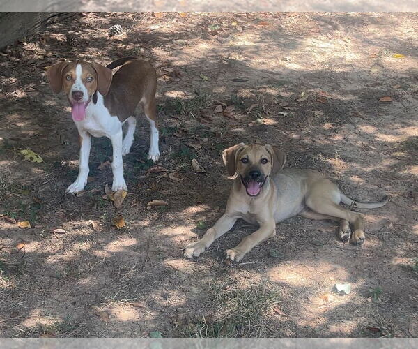 Medium Photo #5 Labbe Puppy For Sale in Atlanta, GA, USA