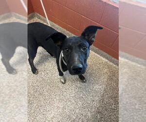 Catahoula Leopard Dog Dogs for adoption in Pueblo, CO, USA