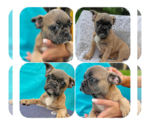 French Bulldog Puppy for sale in SARASOTA, FL, USA