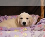 Small #1 English Cream Golden Retriever