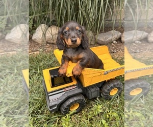 Dachshund Puppy for sale in MIDDLEBURY, IN, USA