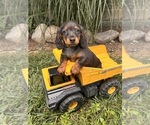 Image preview for Ad Listing. Nickname: Axle