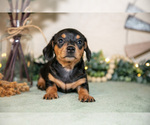 Small Photo #13 Dachshund Puppy For Sale in NAPPANEE, IN, USA