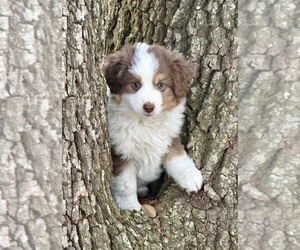 Medium Miniature Australian Shepherd