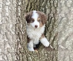 Puppy Cindy Miniature Australian Shepherd