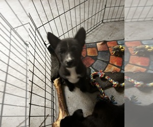 Shollie Puppy for sale in LUTZ, FL, USA