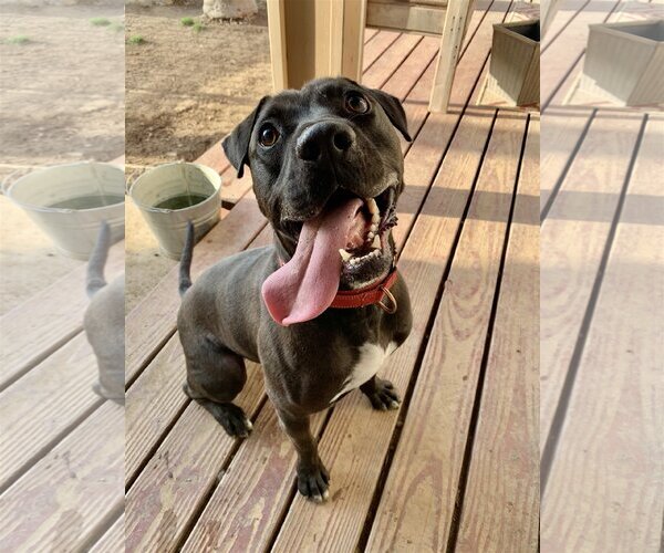 Medium Photo #2 American Pit Bull Terrier-Labrador Retriever Mix Puppy For Sale in San Bernardino , CA, USA