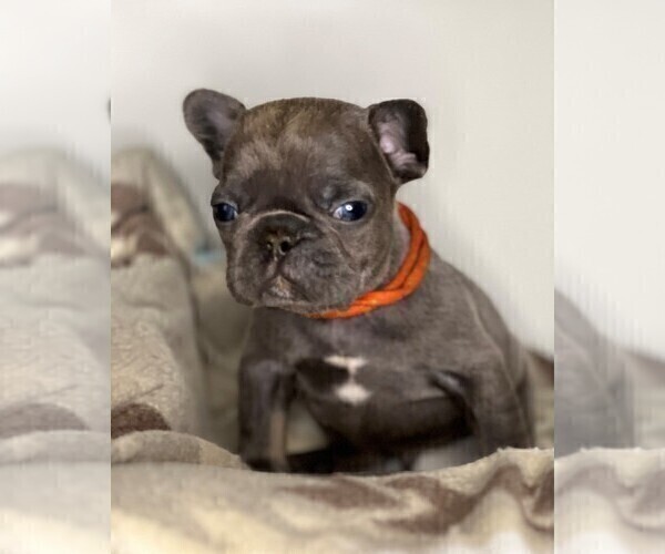 Medium Photo #10 French Bulldog Puppy For Sale in CINCINNATI, OH, USA