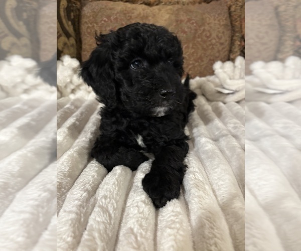 Medium Photo #1 Goldendoodle (Miniature) Puppy For Sale in PALMDALE, CA, USA